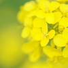 菜の花