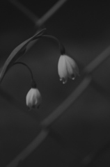 春爛たん