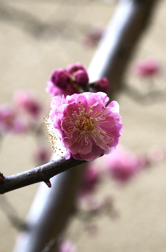春告草
