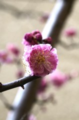 春告草