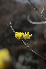山茱萸