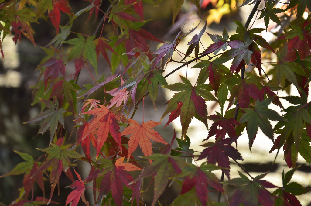 紅支度