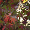 紅支度