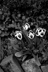 wild・な・flower