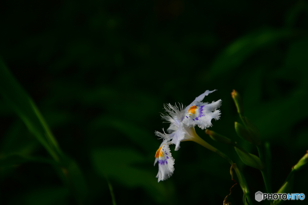 胡蝶花