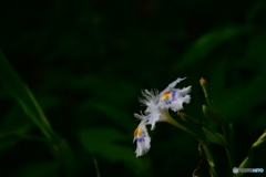 胡蝶花