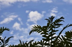 夏草や・・・