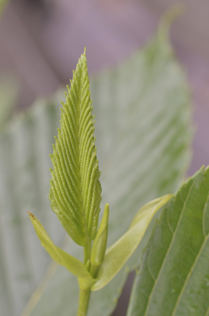 baby leaf