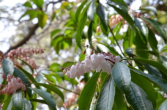 桜のまえに　２
