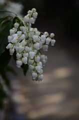 spring　Bell