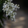 spring　Bell