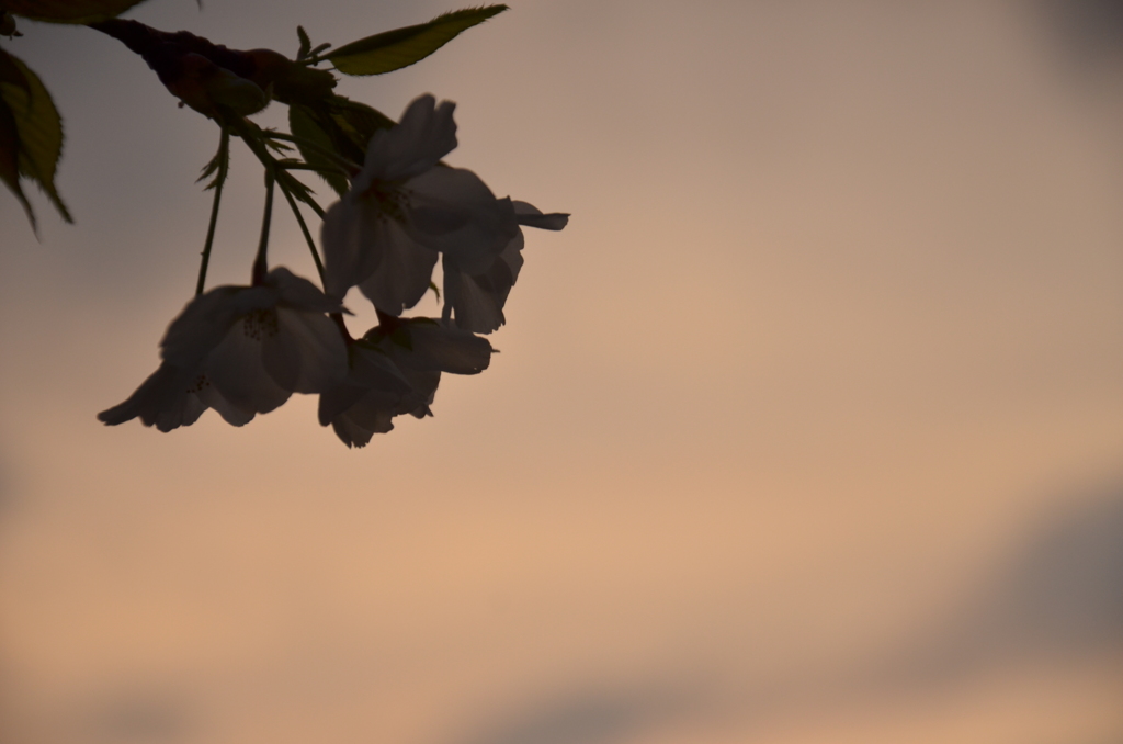 今年のサクラ　楽しんで頂けました？
