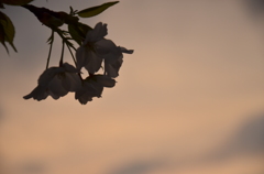 今年のサクラ　楽しんで頂けました？