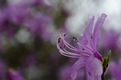 大きな桜の木の下で
