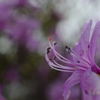 大きな桜の木の下で