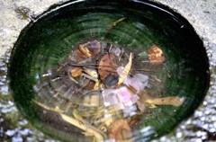 watar lens