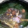 watar lens