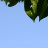 夏休み