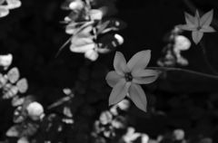 サクラ舞う時に咲く花