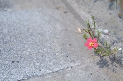 強く逞しく、そして美しく