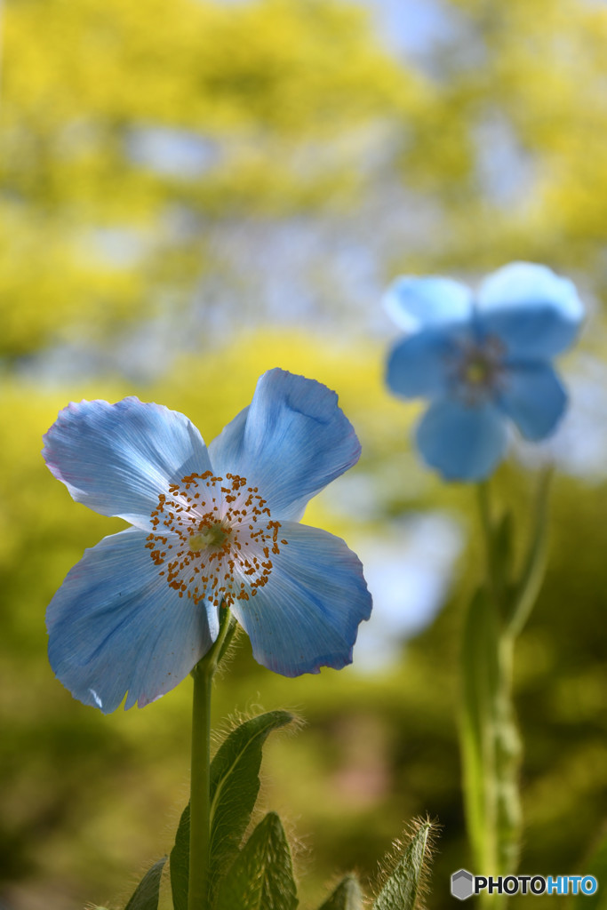 神秘の花