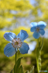 神秘の花