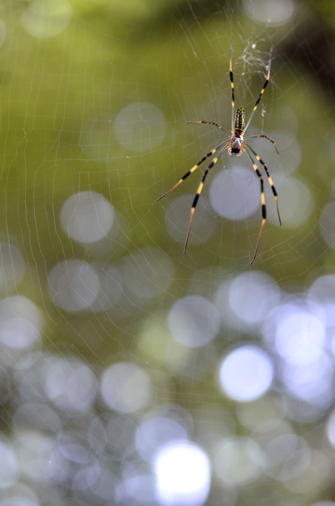 Hungry Spider