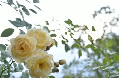 rose's
