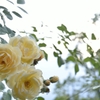 rose's