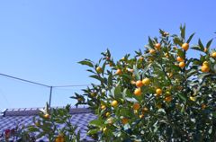 金柑日和