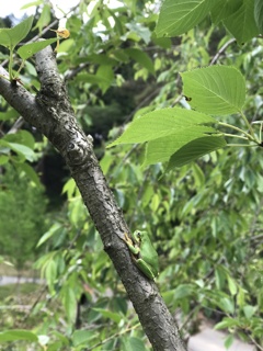 若い桜の木の上で