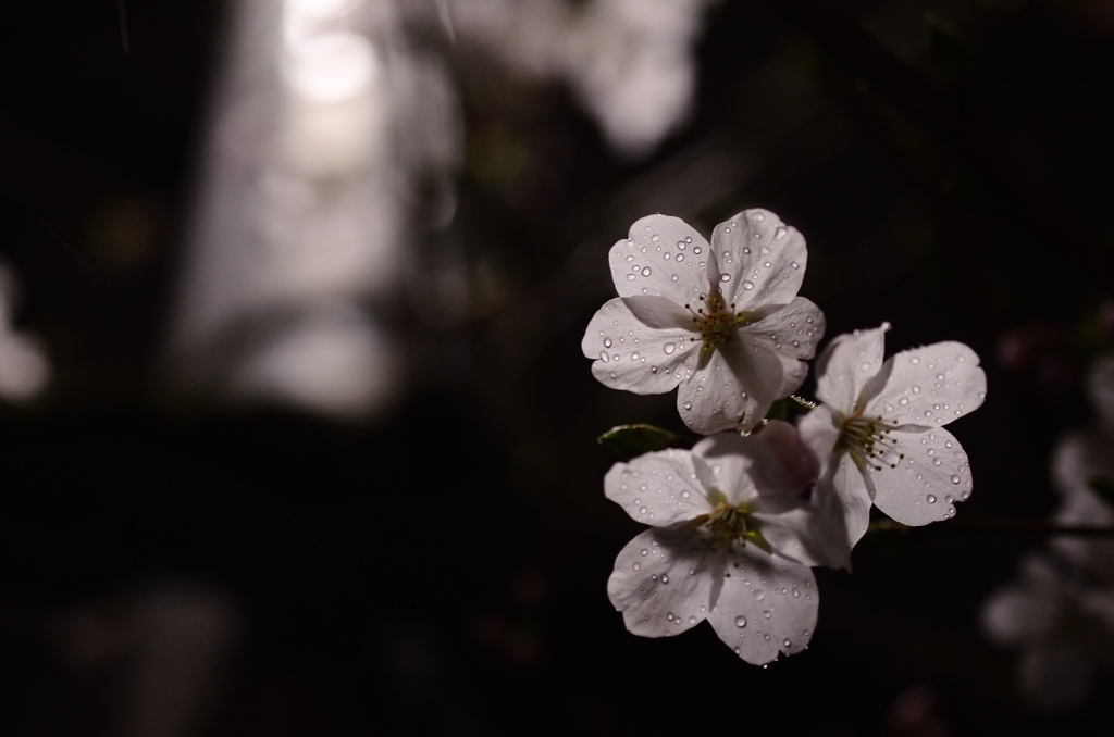 春雨夜桜