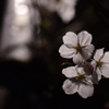 春雨夜桜