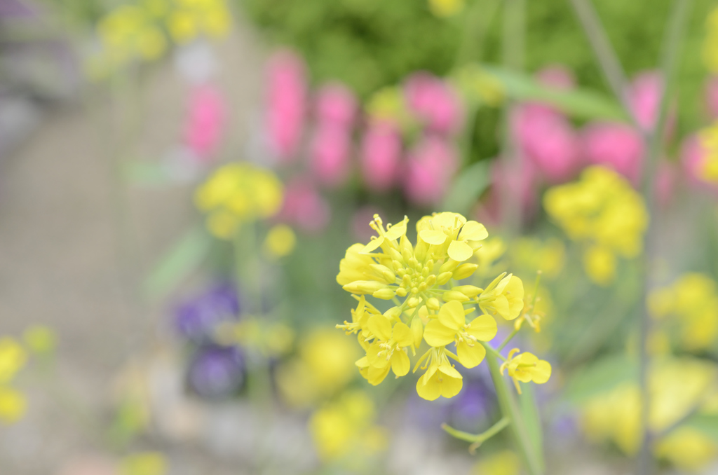 春color’s