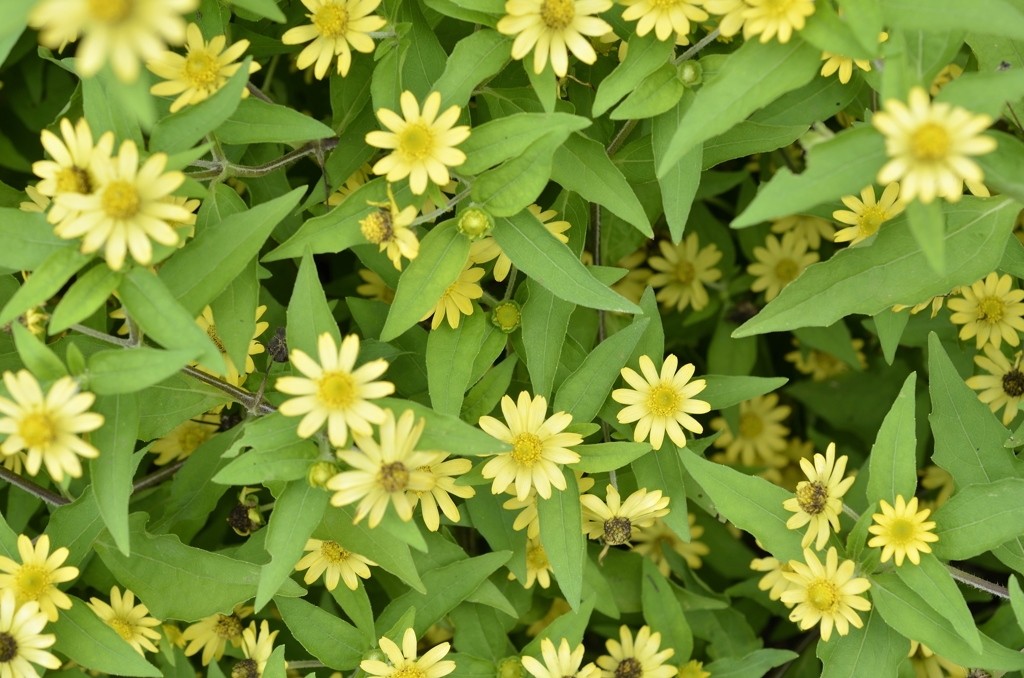 花模様