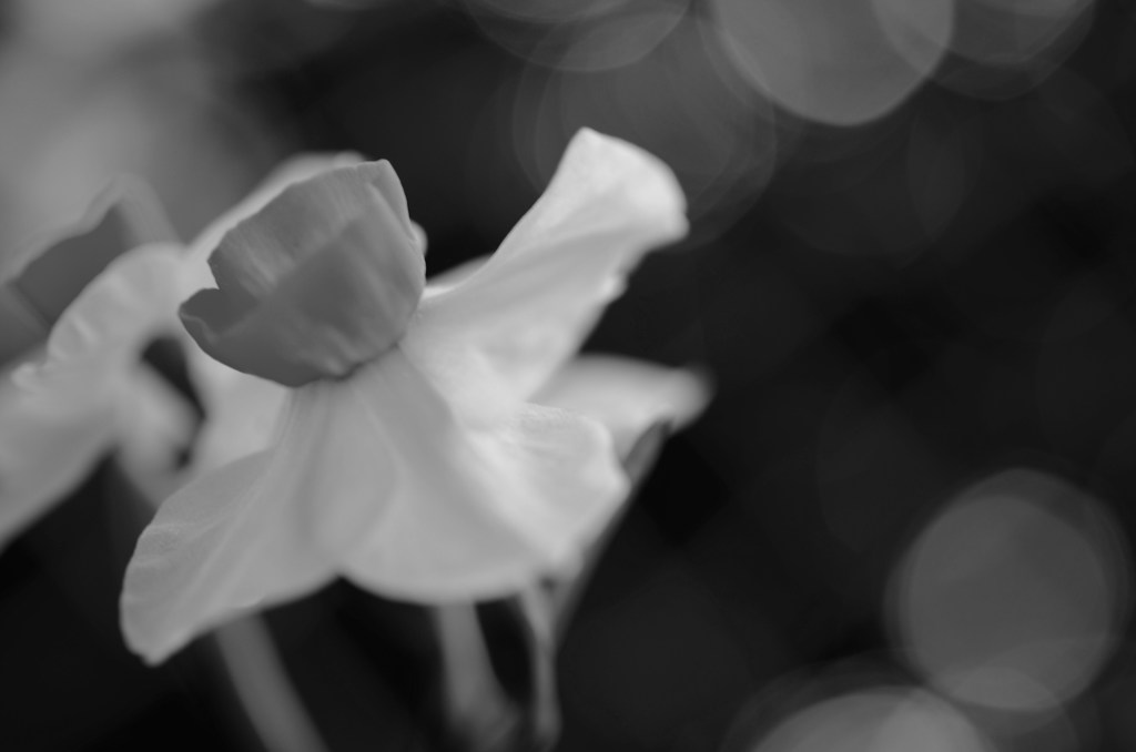 雪中花