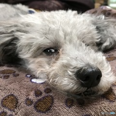 プードル