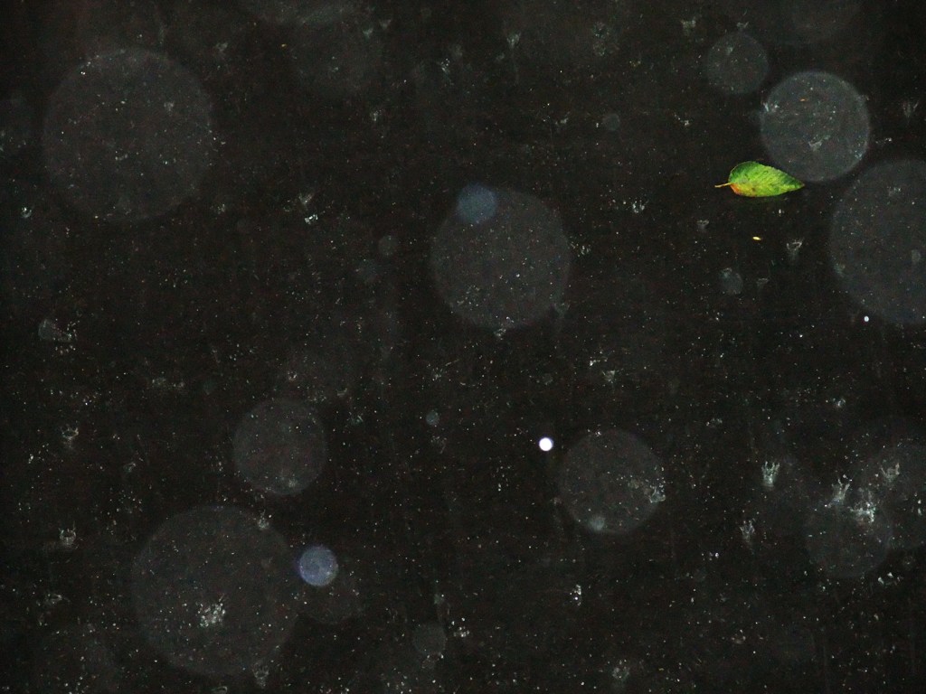 Leaf in the rain