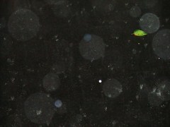 Leaf in the rain