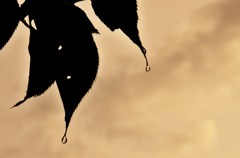 夕立の痕