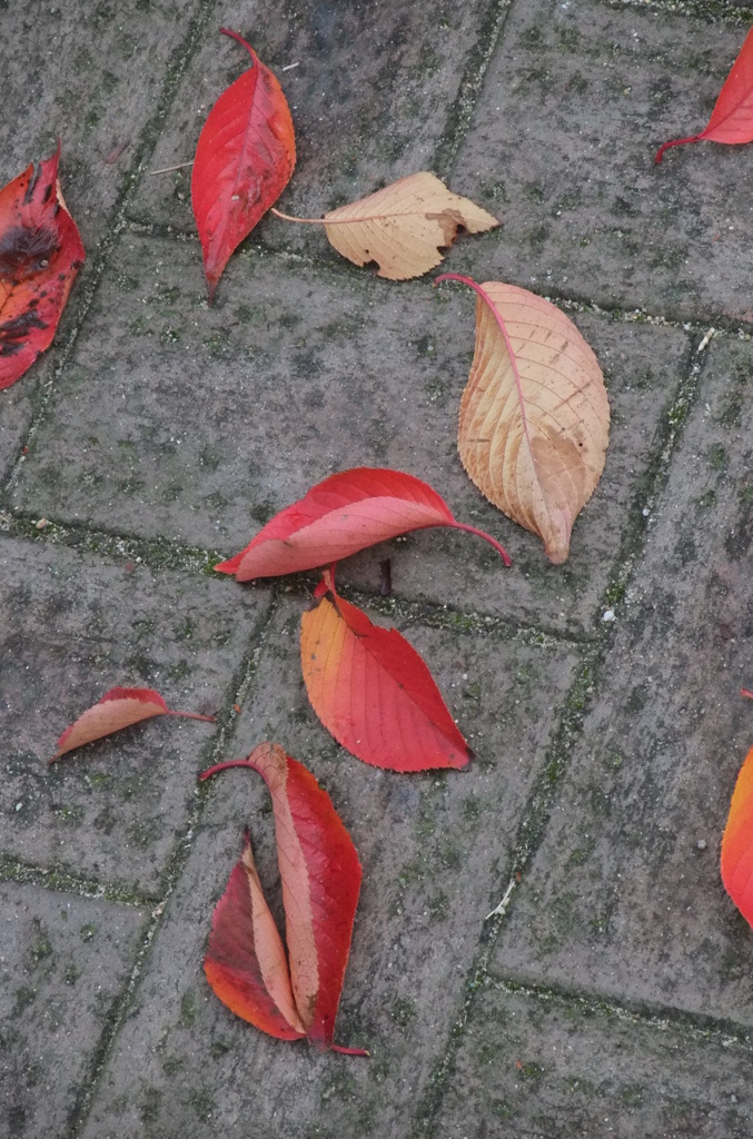 オータム・フロア