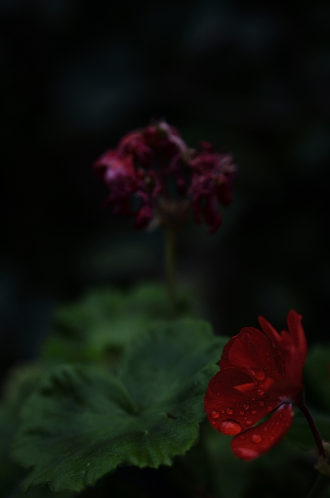 雨を喜ぶ者と・・・