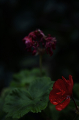 雨を喜ぶ者と・・・