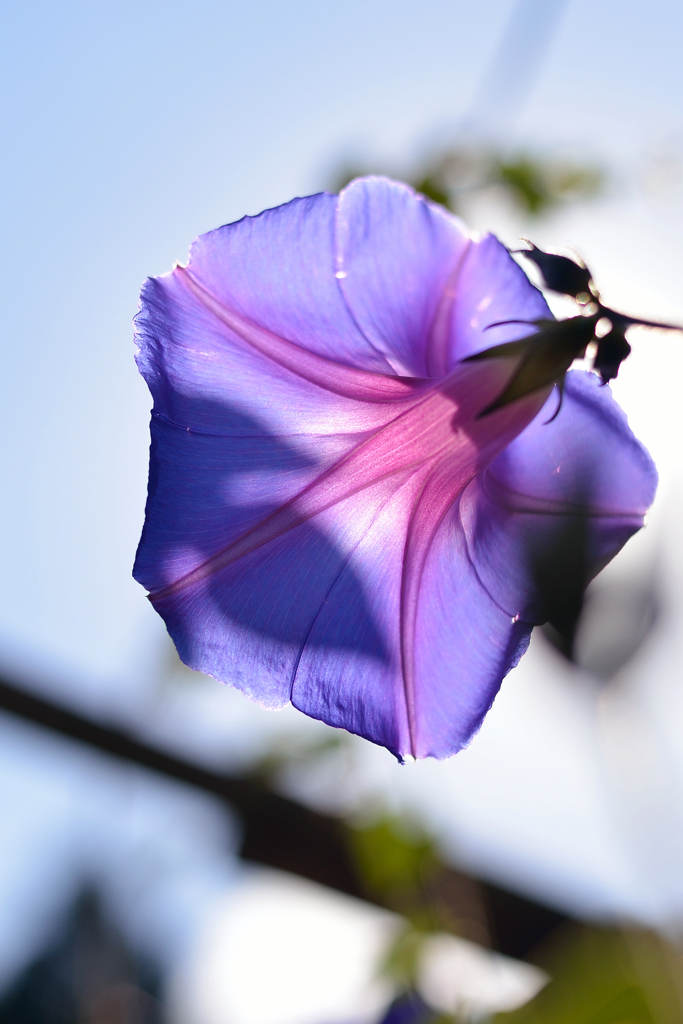 白野江植物公園