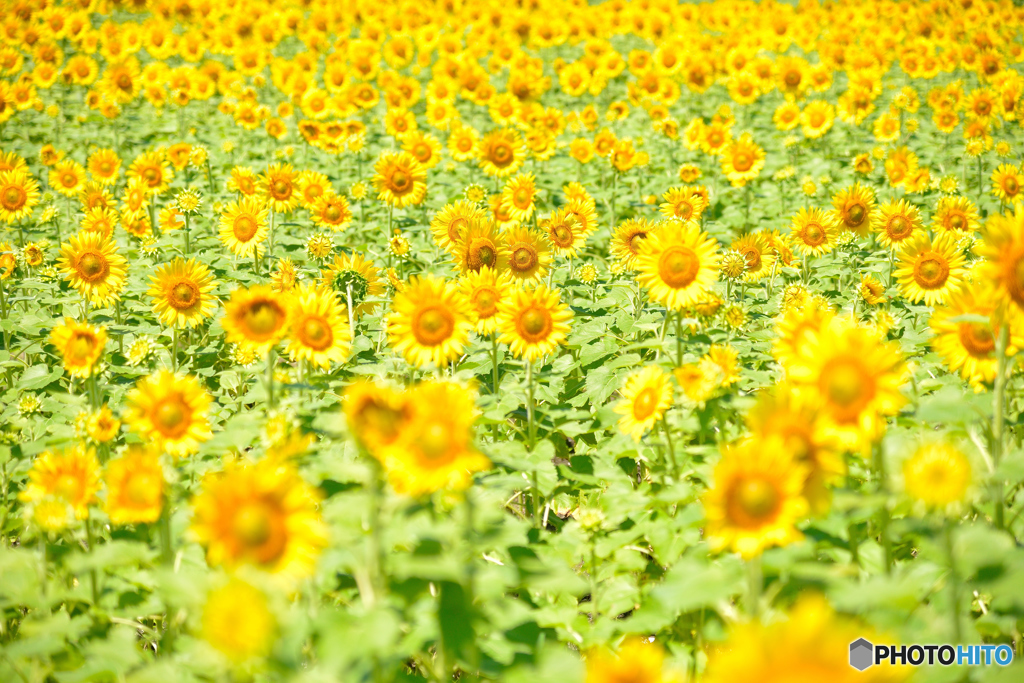 柳川ひまわり園