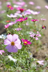 白野江植物公園