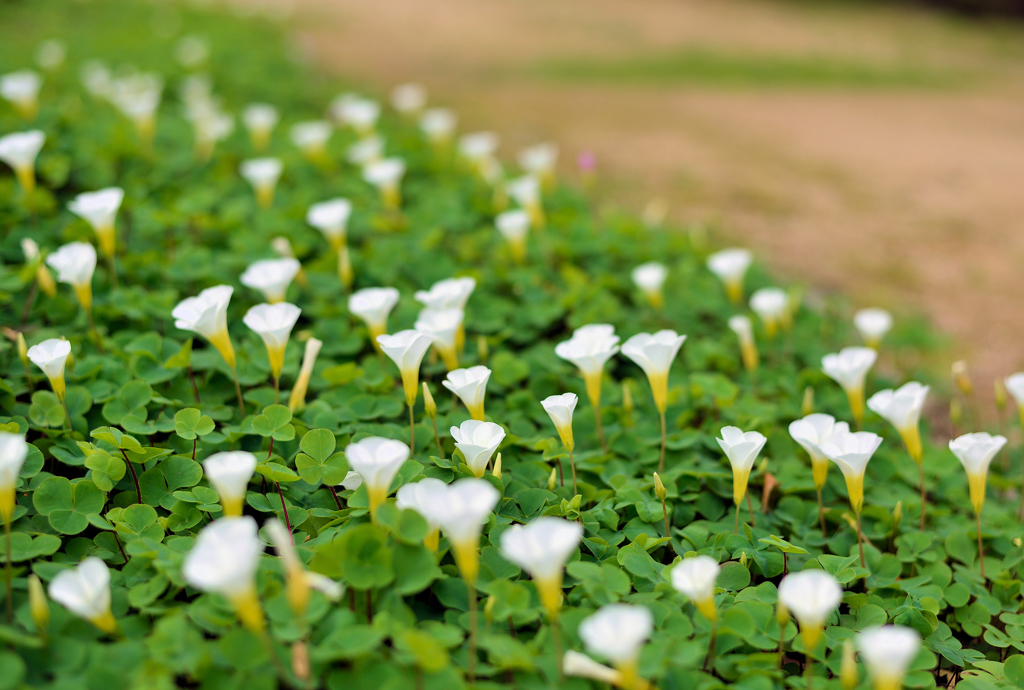 白野江植物公園