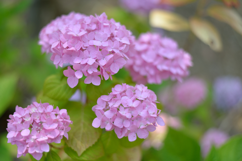 高塔山公園　アジサイ