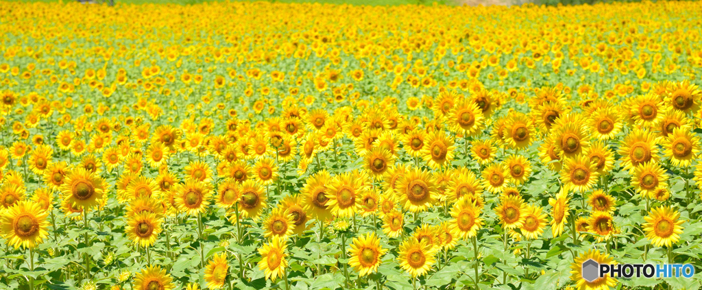 柳川ひまわり園