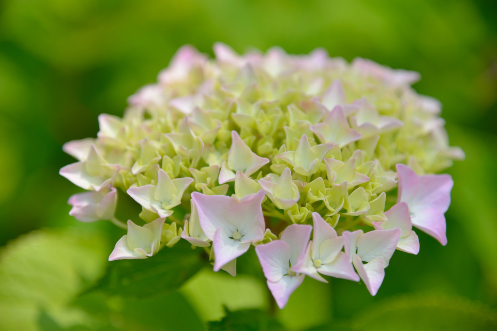 高塔山公園　アジサイ